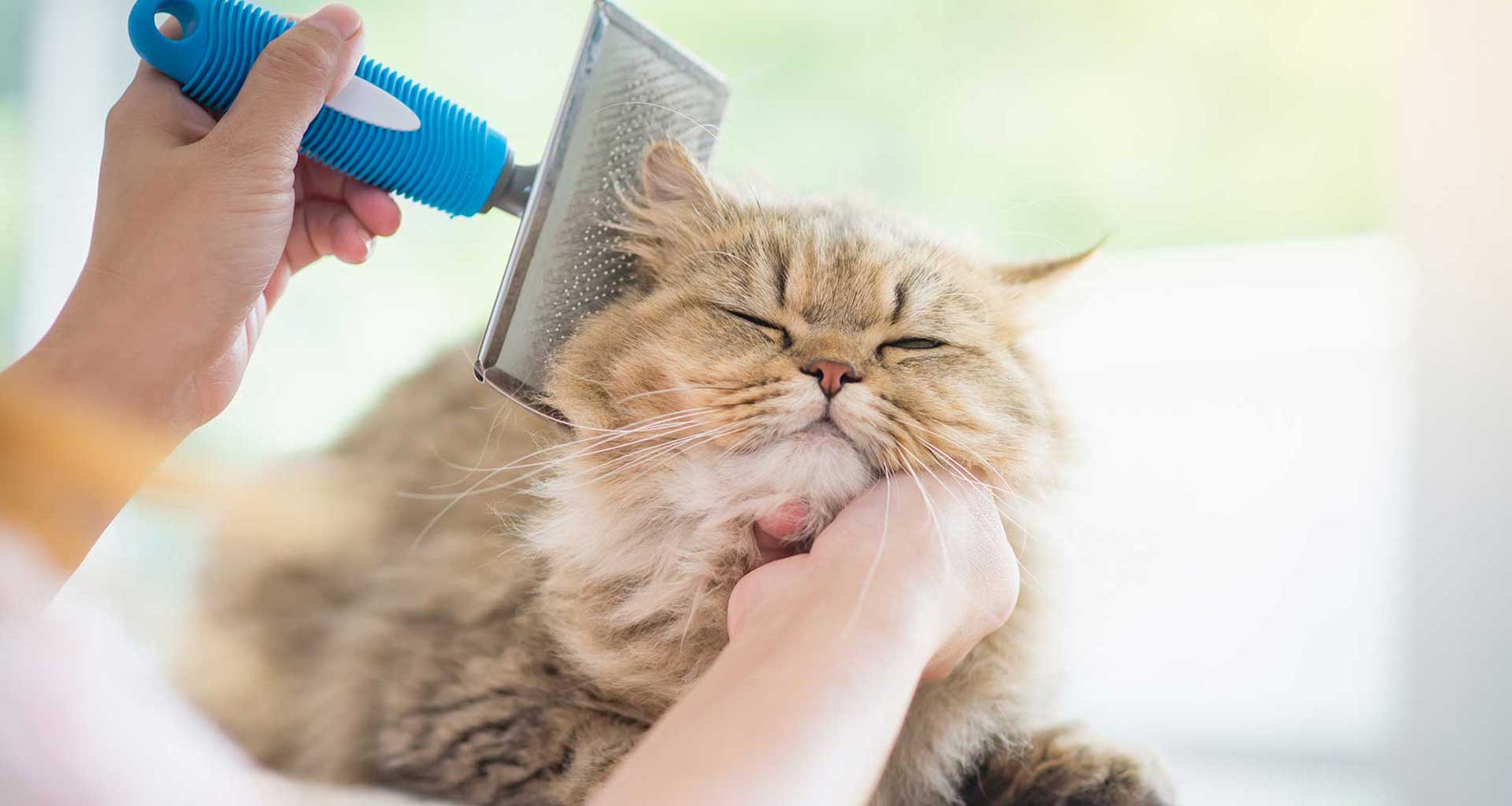 Why do cats groom