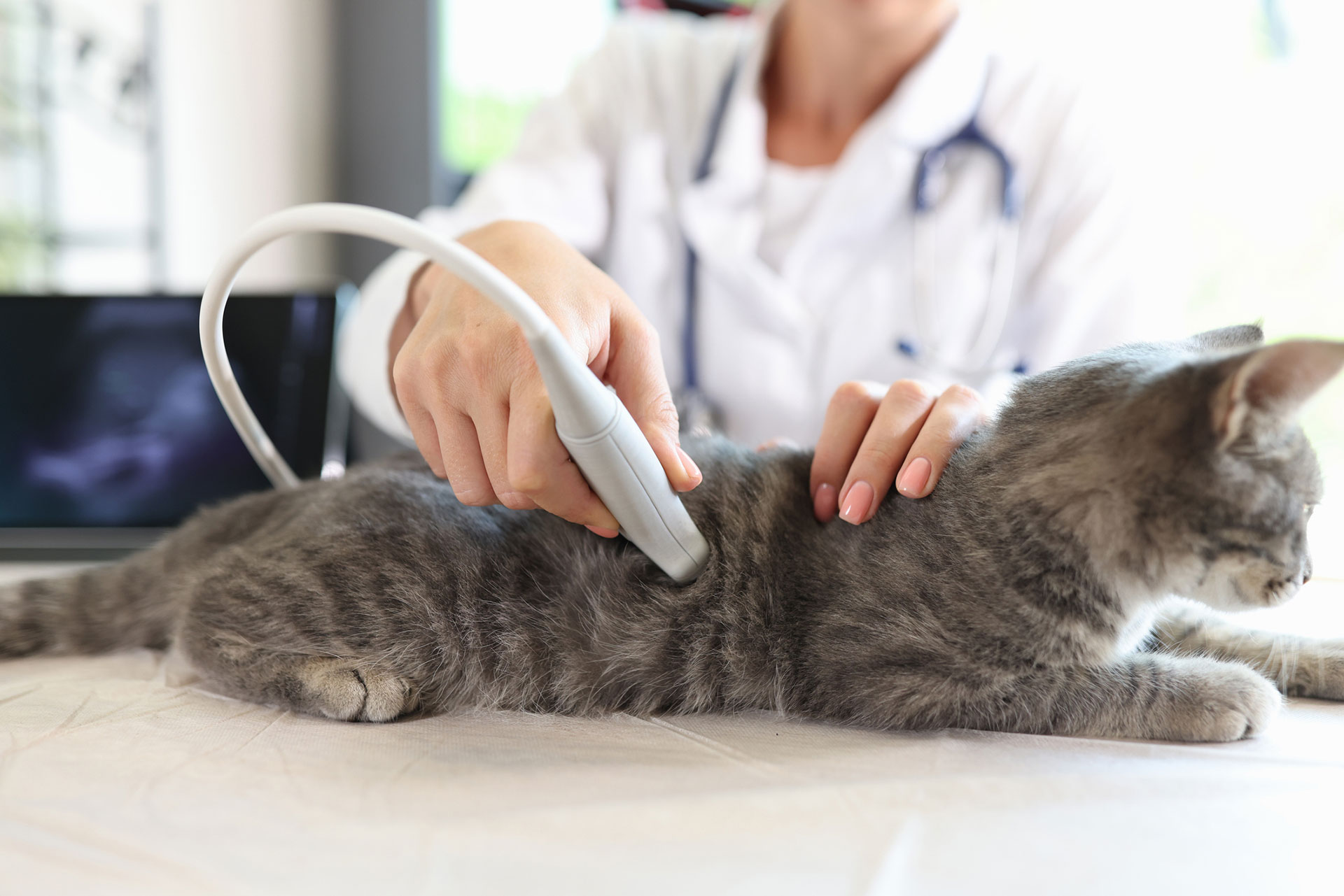 Preparing Your Pet for Ultrasound
